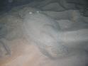Turbot paon  Bothus lunatus 2